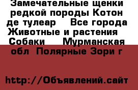 Замечательные щенки редкой породы Котон де тулеар  - Все города Животные и растения » Собаки   . Мурманская обл.,Полярные Зори г.